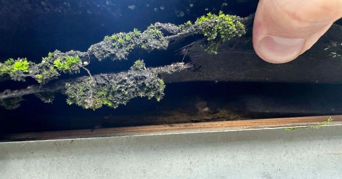 Asphalt Shingle Issues – Algae Asphalt Shingle Issues - Algae