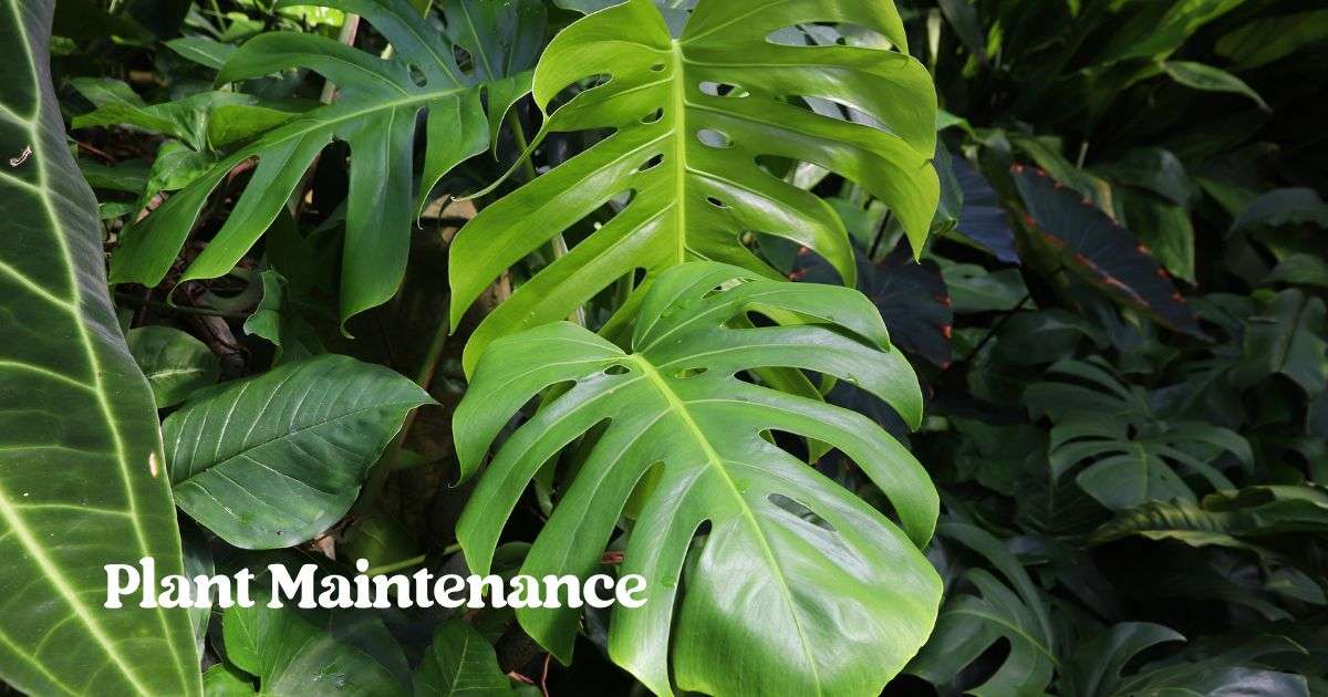 Plant Maintenance